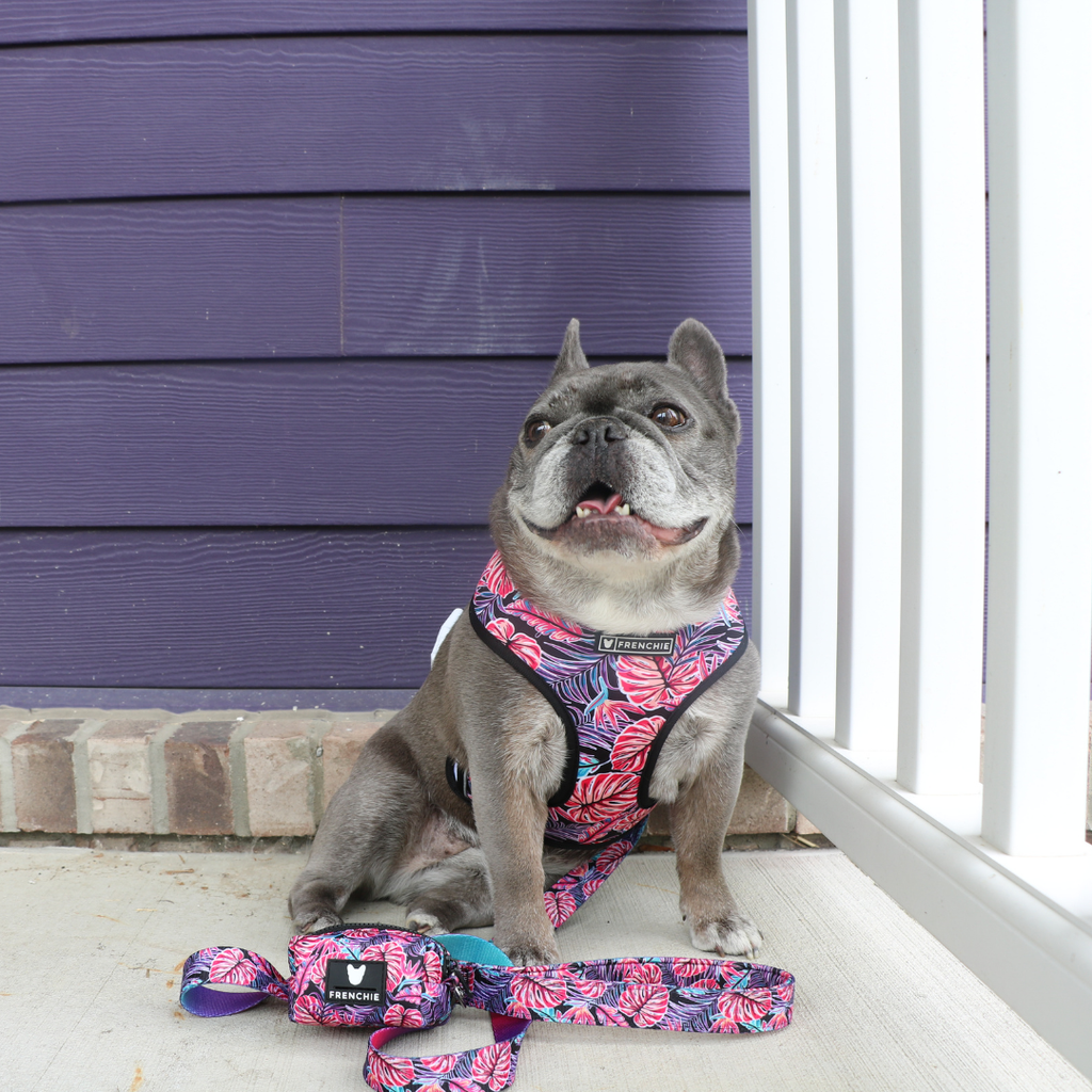 Frenchie Duo Reversible Harness - Tropical Palms