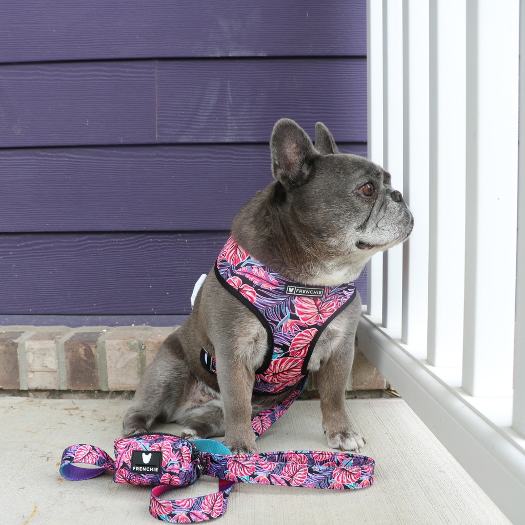 Frenchie Duo Reversible Harness - Tropical Palms