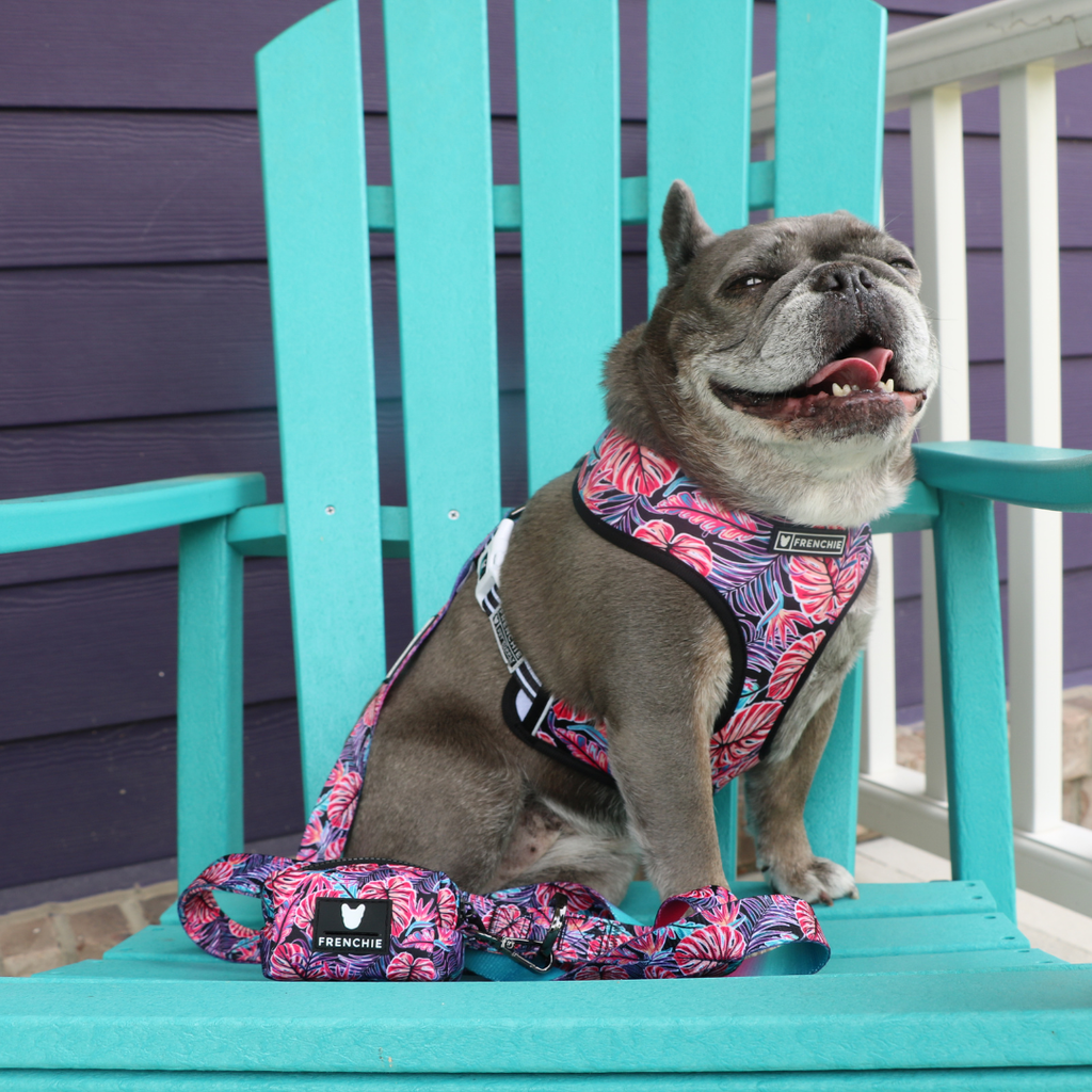 Frenchie Duo Reversible Harness - Tropical Palms